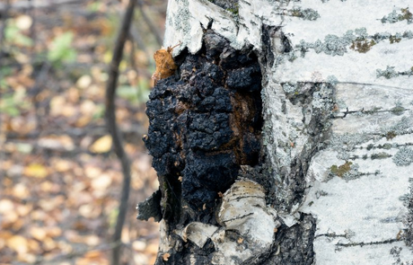 The Chaga Mushroom